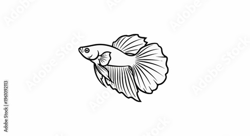 Striking black and white illustration of a male Betta fish