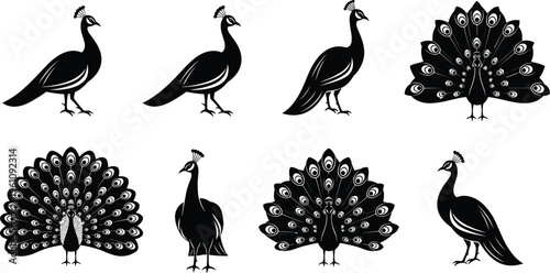 Peacock silhouettes collection with different poses and feather displays, elegant black vector illustration for decorative design, patterns and artistic projects