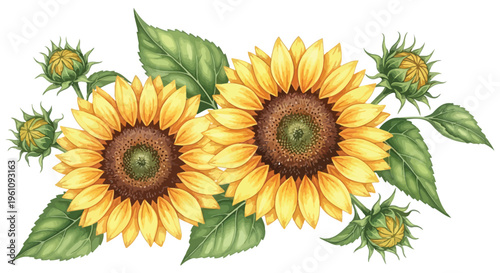 Vibrant watercolor-style illustration of blooming sunflowers with green leaves and buds, a beautiful botanical graphic element for summer designs, invitations, and nature-themed projects