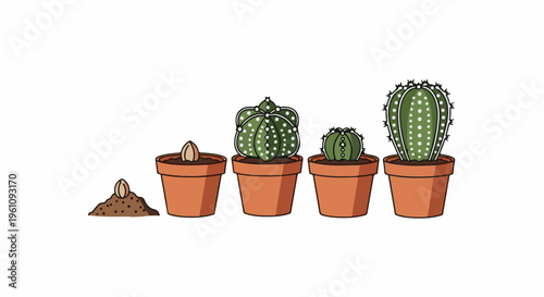 Stages of a cactus plant growing from seed to maturity