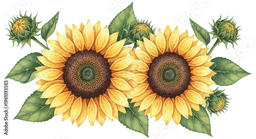 Vibrant watercolor illustration of two blooming sunflowers with green leaves and buds, conveying summer's natural beauty, ideal for cheerful floral vector-style designs