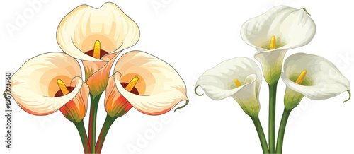 Beautiful bouquet of white and cream calla lilies, elegantly arranged in two clusters, symbolizing purity and elegance, rendered in a vector illustration