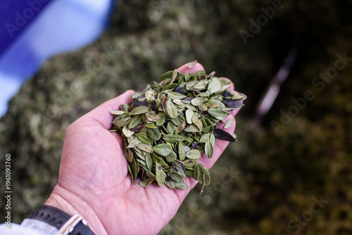 Hand holding dried lingonberry leaves over industrial conveyor in herbal processing facility