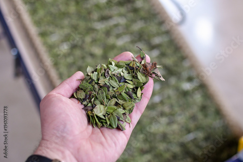 Hand holding dried lingonberry leaves over industrial conveyor in herbal processing facility