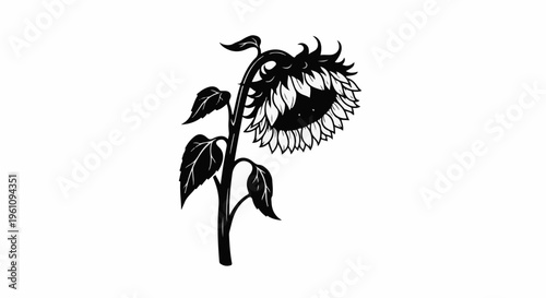 Silhouette of a single sunflower with broad leaves against a white background
