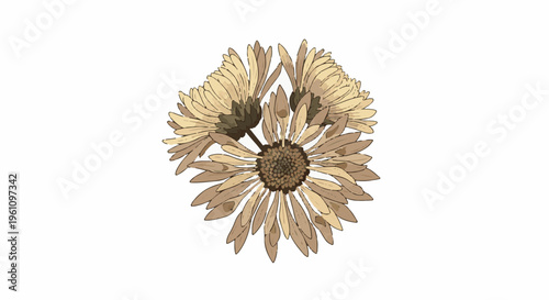 Sepia toned aster flowers are artistically rendered with textured petals