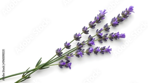 Delicate purple lavender sprigs on white background, minimalist natural botanical composition