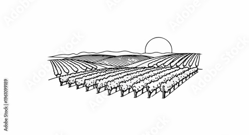 Rows of trees on a hillside with a setting sun behind rolling hills