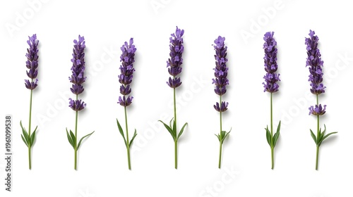 Row of blooming lavender plants in full purple blossom isolated on white background