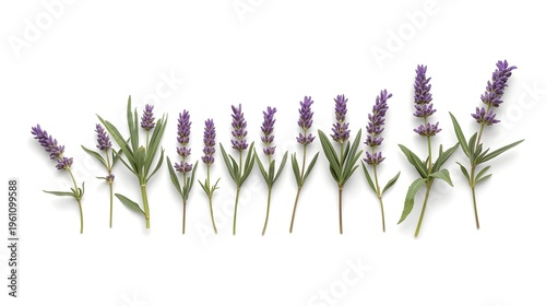 Row of blooming lavender plants in natural light against white background for wellness and nature themes