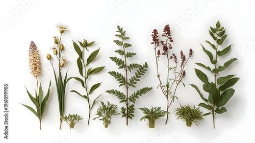 Set of wild medicinal herbs and plants isolated on white background with soft natural lighting