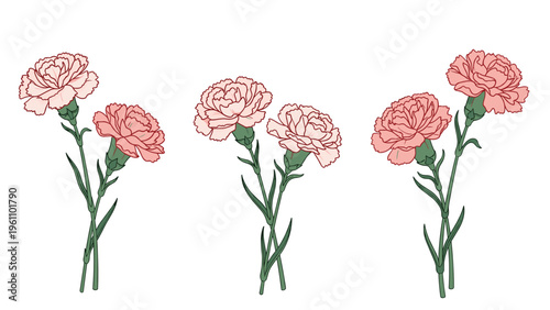 Elegant illustration of three beautiful pairs of pink carnation flowers with green stems against a clean white background.