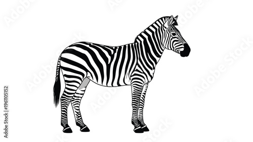 Adult zebra with characteristic black and white stripes standing in profile against a plain white background.