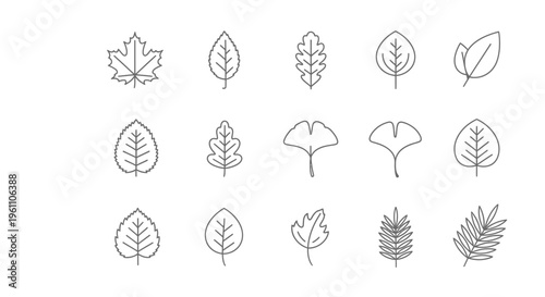 set of various leaf line art illustrations