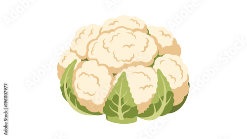 Large fresh cauliflower head with healthy green leaves at the base, rendered in a detailed and clean vector illustration style.