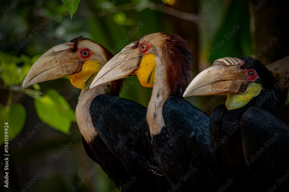 Fototapeta premium Three vibrant colorful hornbills perched on a branch in a tropical aviary. Stunning colors and detail, ideal for wildlife and exotic bird photography.