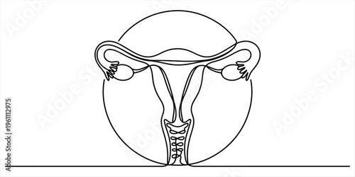 Continuous line drawing of the female reproductive system including uterus and ovaries. Vector, illustration