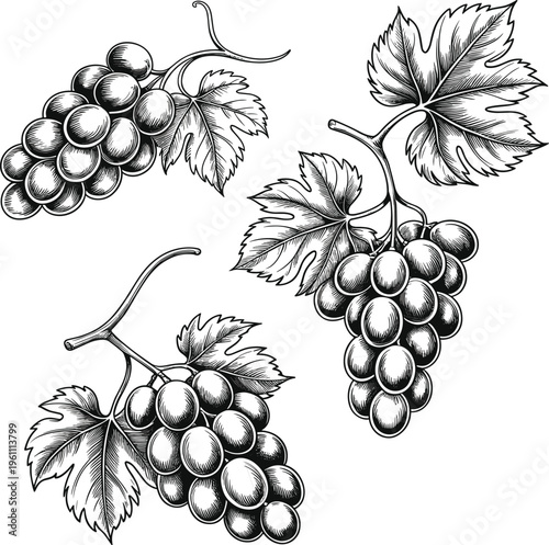 Snake wrapped around rose line art illustration in black and white, detailed tattoo style serpent with floral elements, gothic symbolic design for decorative use