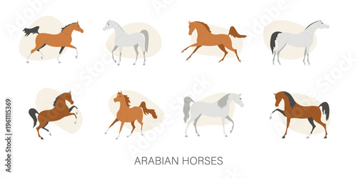 Set with beautiful Arabian horses, vector illustration