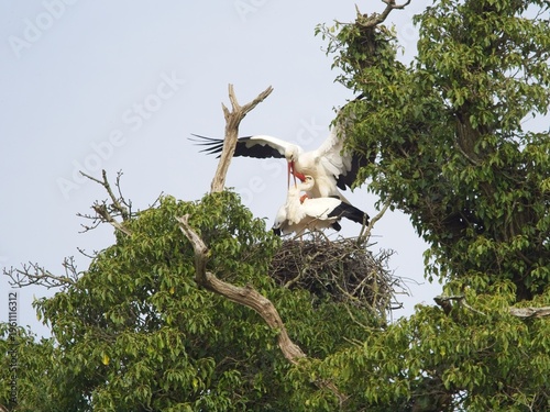 Obraz na plátně A pair of white storks mating  on a nest at the top of a tree