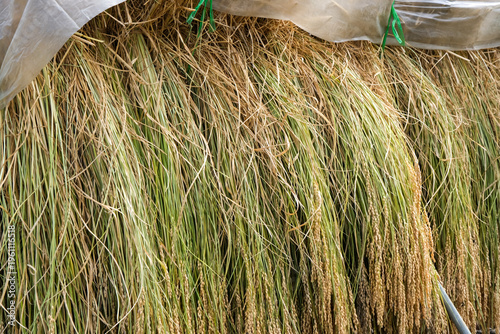 Rice drying  in Shirikawa-go in Gifu, Japan