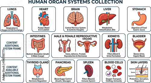 Comprehensive collection of human organ systems with functional descriptions and detailed biological illustrations