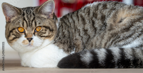 British shorthair cat lying and looking at camera