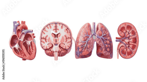 Set of Human Organ Anatomical Illustrations Heart Brain Lungs and Kidney Cross Sections