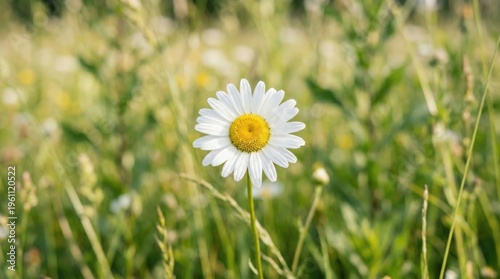 Closeup White Daisy Lush Green Field