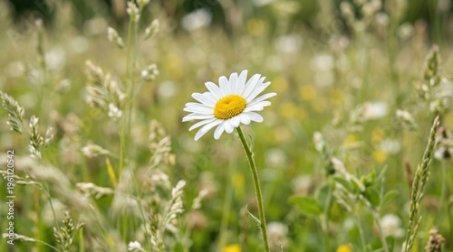 Daisy Flower Bright Wildflower Meadow