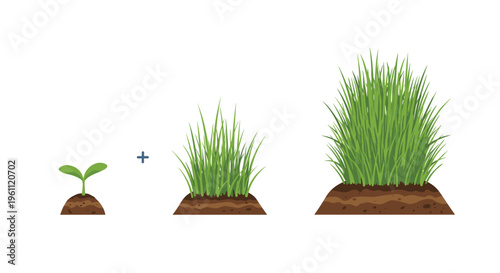Progressive stages of grass growth from a small seedling to a full lush patch represent the process of plant development.