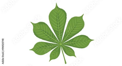 Lush green chestnut leaf with its characteristic seven leaflets is shown in a clean and detailed botanical illustration.