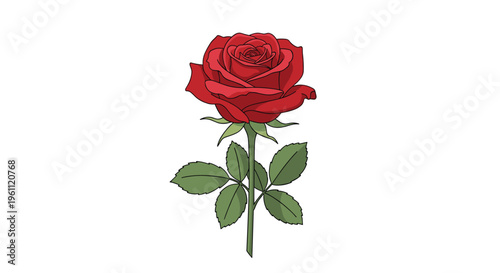 Beautiful single red rose with a long green stem and leaves represents a classic symbol of love and romantic passion.