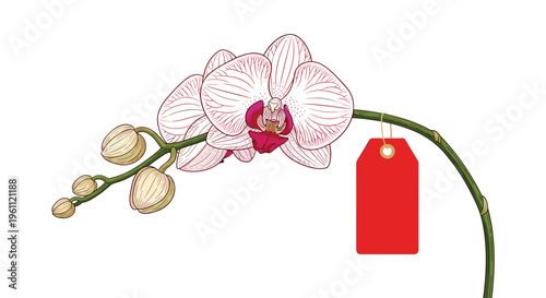 Branch of white and pink orchid flowers with buds and a blank red price tag hanging from the stem for a flower shop concept.