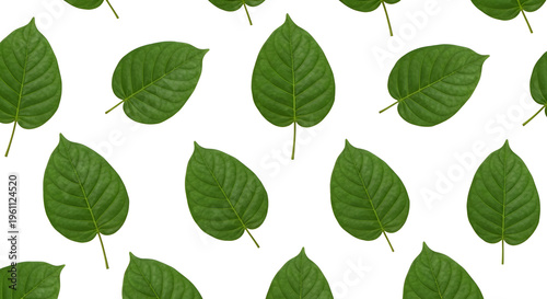 Green leaves seamless pattern on white background, fresh leaf background texture, natural foliage backdrop for organic product packaging