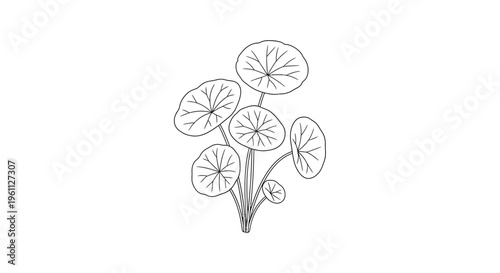 Detailed illustration of lotus flowers.