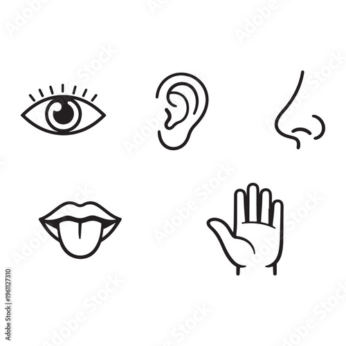 Five human senses icon vector