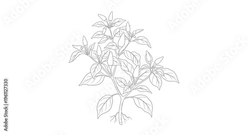 Detailed drawing of basil plant.