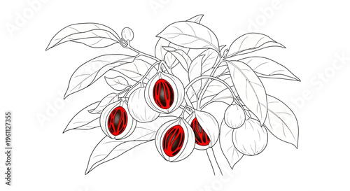 Closeup of acai berry branch.