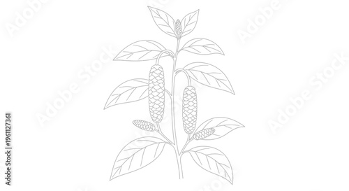 Detailed illustration of basil plant.