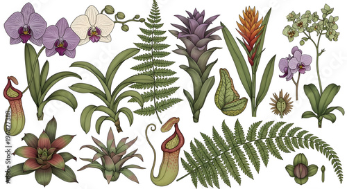 Vintage botanical illustration set of tropical plants, hand drawn exotic flowers and jungle ferns, retro garden design elements on white background