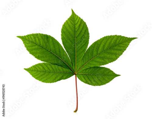 Buckeye leaf fragment with five leaflets radiating from a central petiole