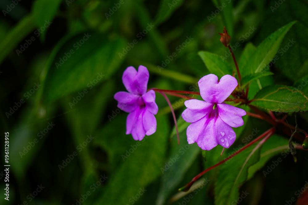 Fototapeta premium Vibrant Purple Flowers in Lush Greenery.