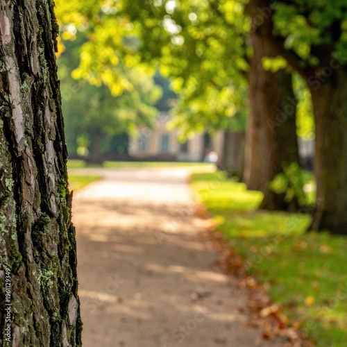 Blurred pathway lined with trees, bark in foreground