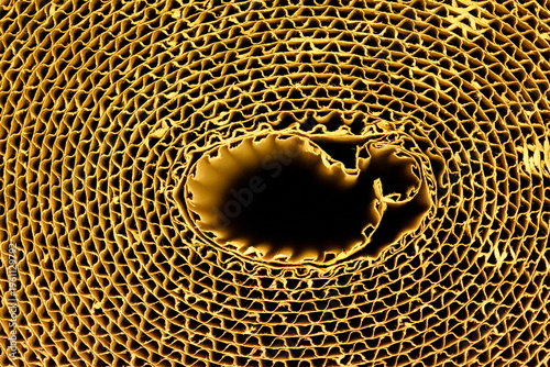 Intricate macro shot of a c...