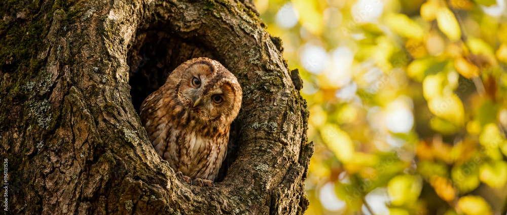 Fototapeta premium Close-up of beautiful tawny owl with captivating eyes peering intently from its natural tree hollow nest, surrounded by vibrant golden autumn foliage, showcasing wilderness beauty.