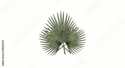 Stylized illustration of a palm frond with radiating leaves on a white background