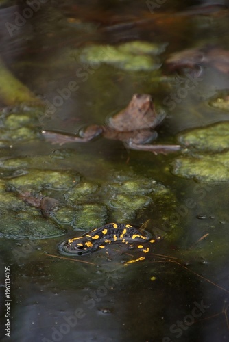 A salamander and a brown frog are swimming in the water.