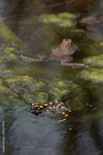A salamander and a brown frog are swimming in the water.