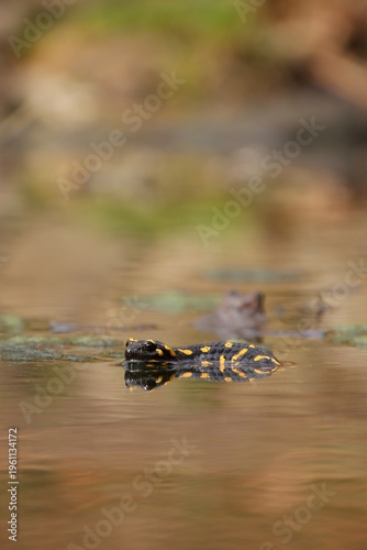 The salamander is swimming in the water.